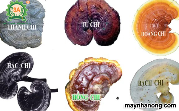 Tác dụng của nấm linh chi