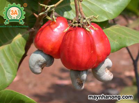 Kỹ thuật thu hái và bảo quản hạt điều
