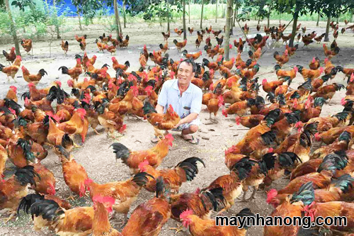 Tiêu chuẩn thức ăn cho gà thịt