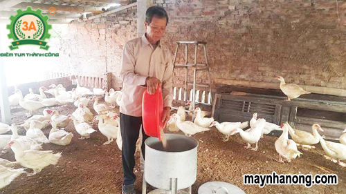 Tiêu chuẩn mức ăn và một số thức ăn của ngan