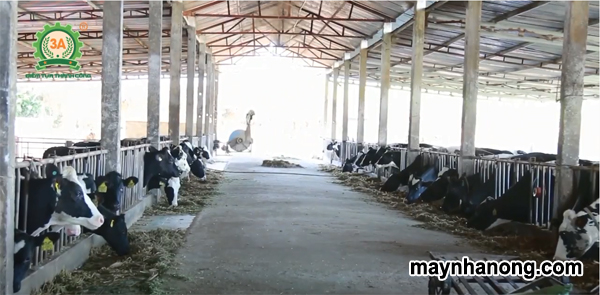 TRANG TRẠI NUÔI BÒ SỮA THÀNH CÔNG TẠI MỘC CHÂU, SƠN LA