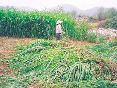 Kỹ thuật trồng cỏ voi làm thức ăn gia súc