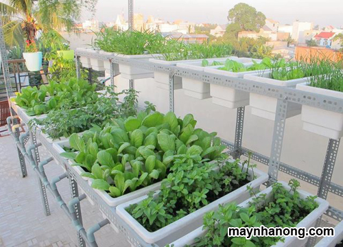 Cách trồng rau sạch tại nhà