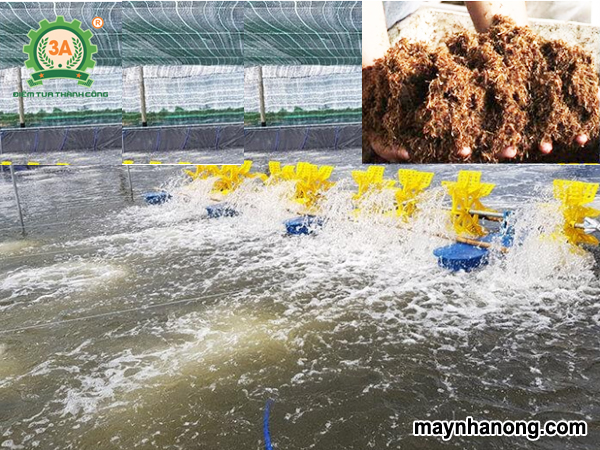 Ủ bã mía làm thức ăn thủy sản