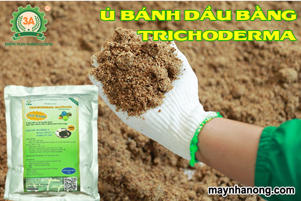 Ủ bánh dầu bằng Trichoderma