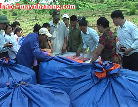 Ủ chua thức ăn cho lợn