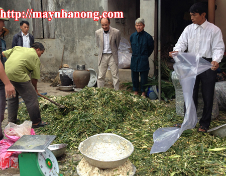 Ủ chua cây ngô làm thức ăn chăn nuôi gia súc