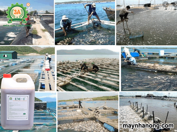 Ứng dụng EM Bokashi phân gà