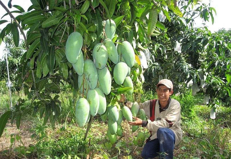 chăm sóc cây xoài