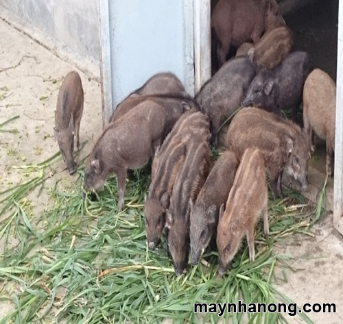 cách chế biến thức ăn cho lợn rừng