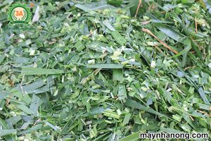 nguyên liệu cỏ voi