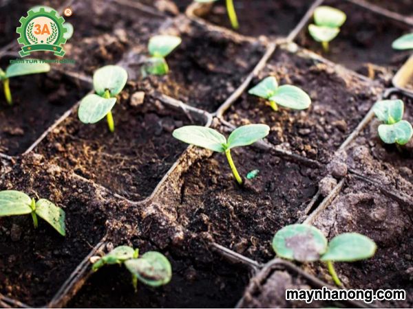 Kỹ thuật trồng ngô vụ đông