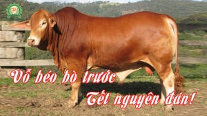 Cách vỗ béo bò nhanh nhất