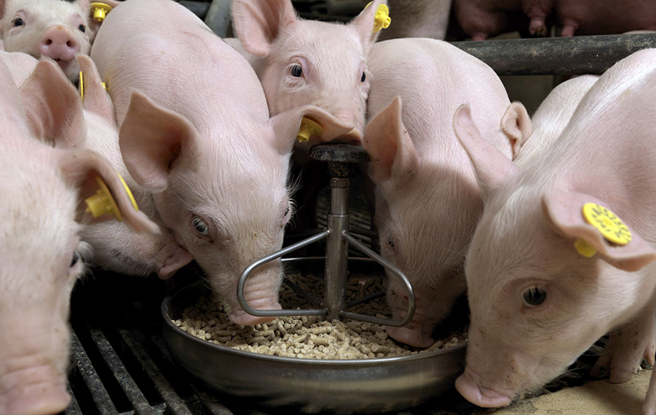 chế độ dinh dưỡng cho heo