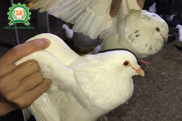 Cách phân biệt bồ câu trống mái