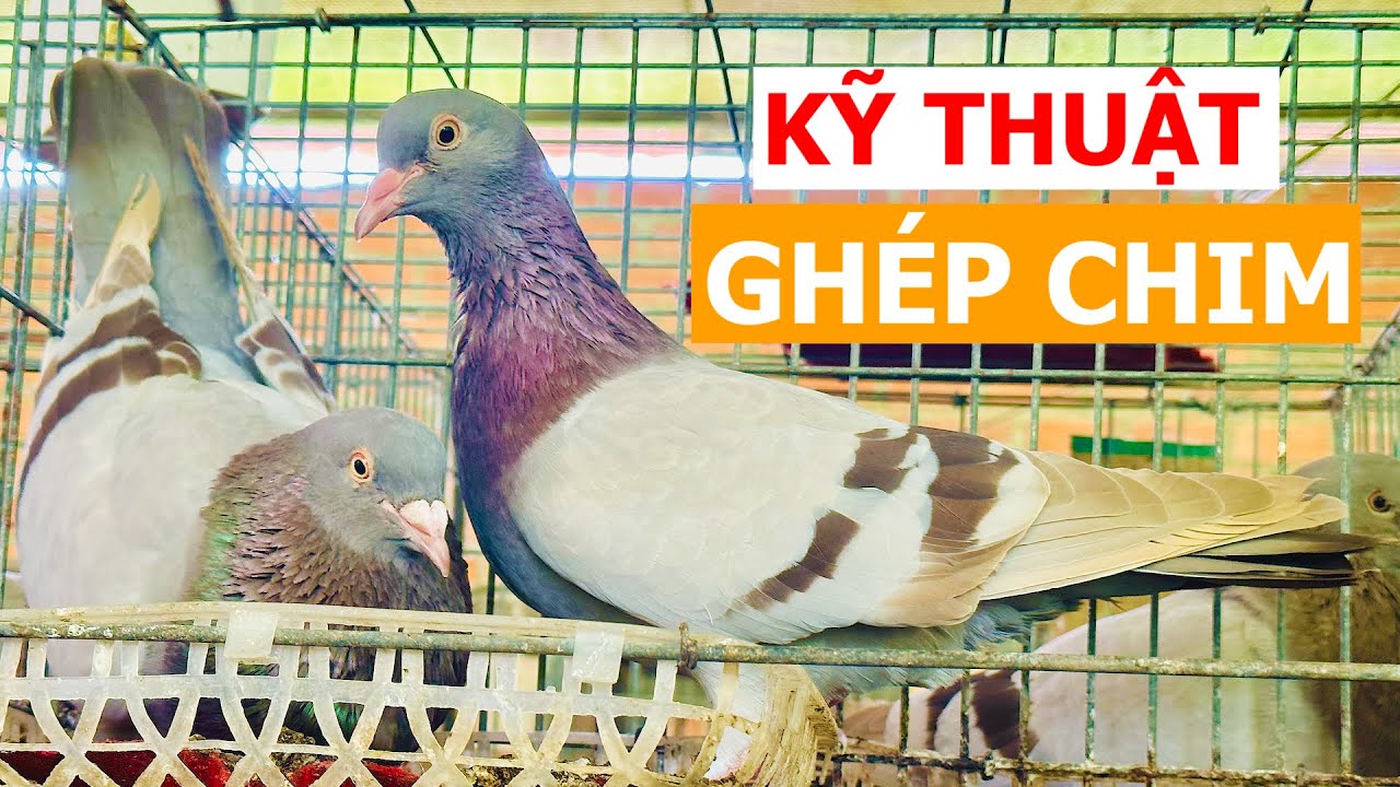 kỹ thuật ghép đôi chim bồ câu