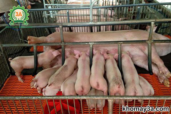 nuôi lợn nái sinh sản