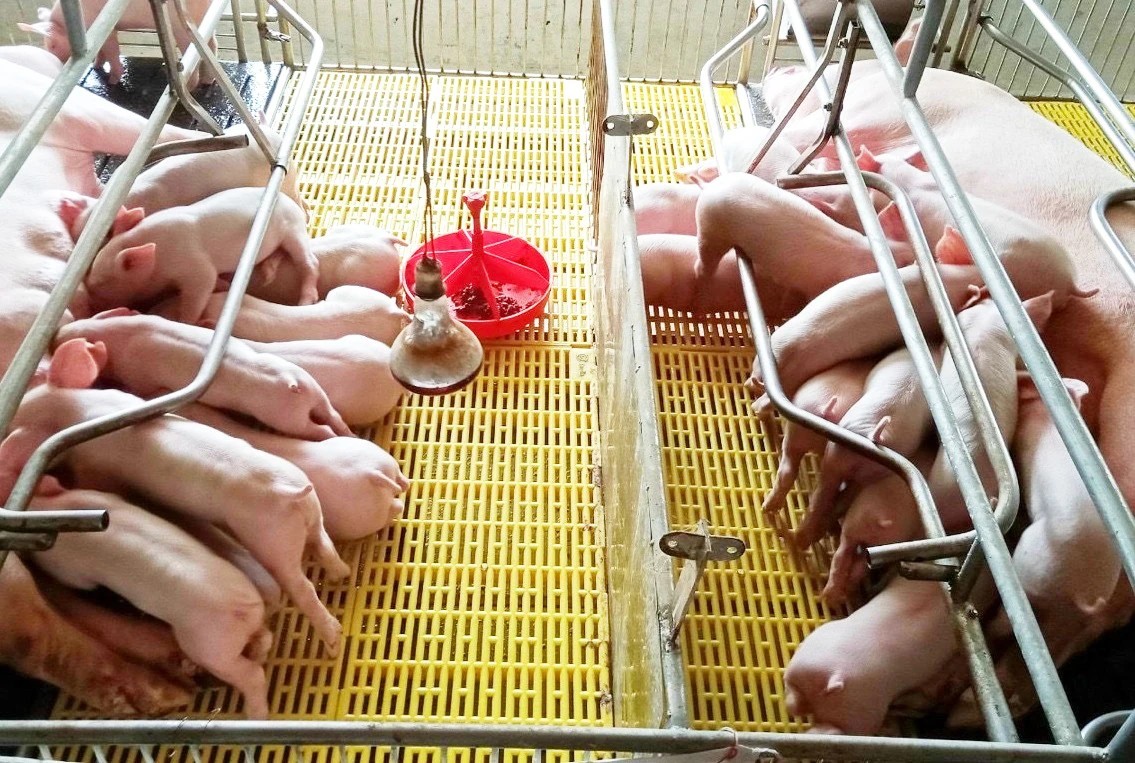 chuồng nuôi nái đẻ