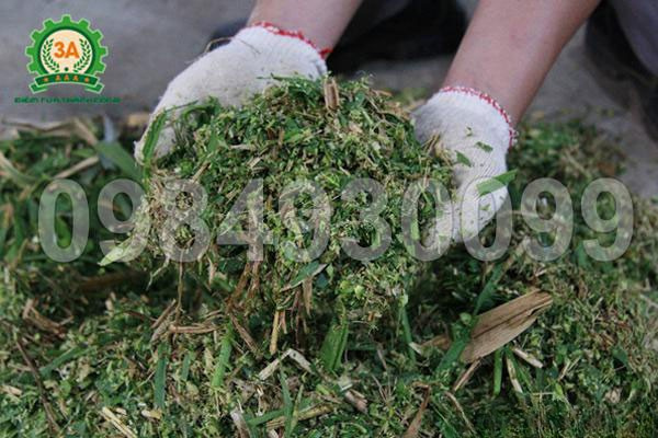 Cỏ voi / Cỏ mía