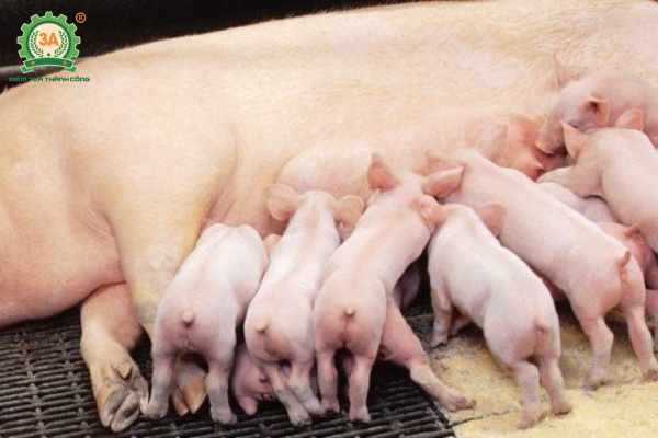 Heo Con Bao Nhiêu Ngày Tách Mẹ