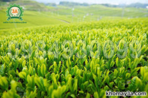 máy cắt chè cầm tay